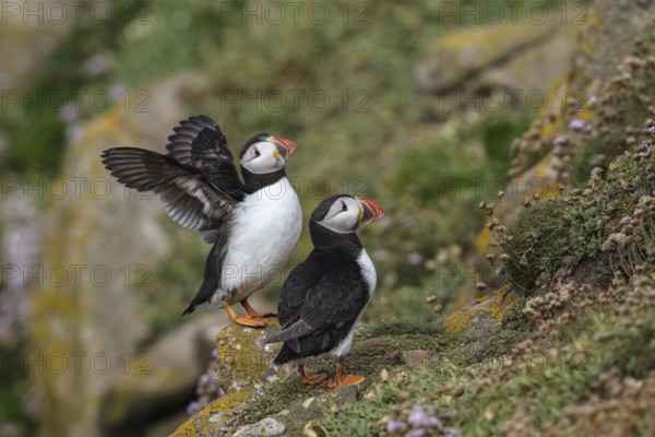 Puffin (Fratercula arcitica)