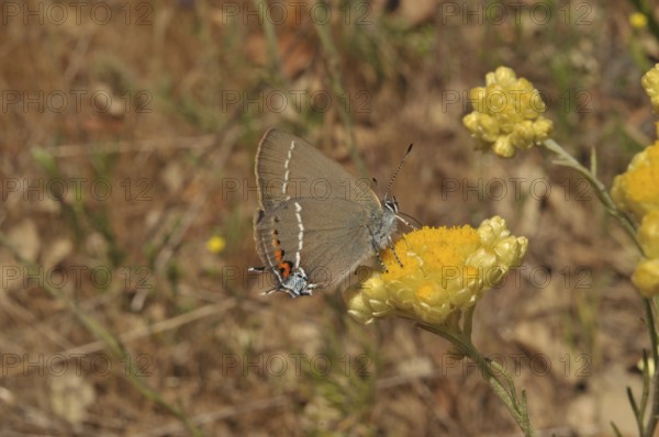 Buckthorn Fritillary (Satyrium spini)