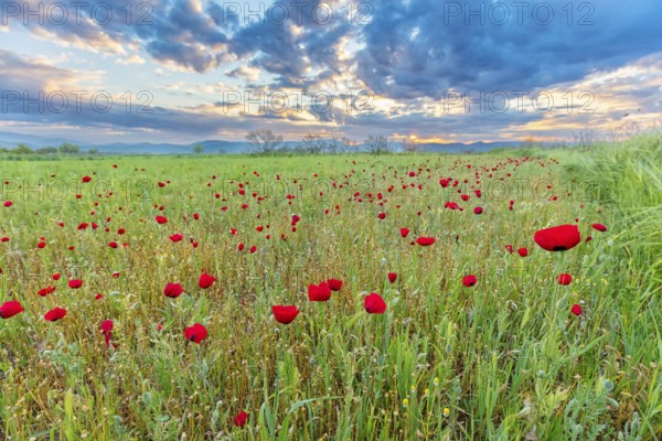 Landscape Greece, island Lesbos, flower meadow, poppies, Lesbos, Greece, Europe
