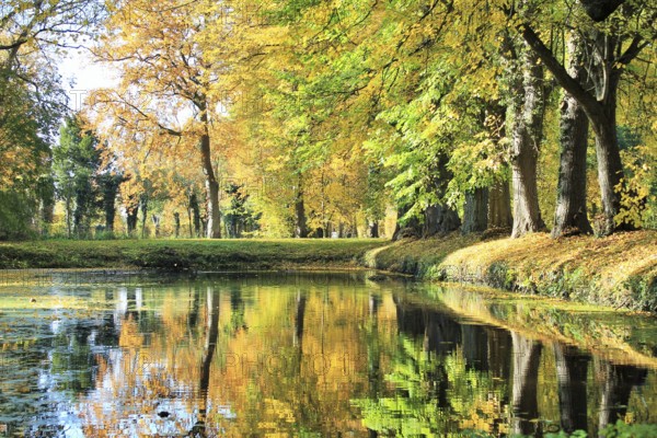 Autumn forest