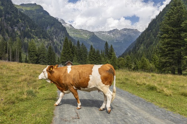 Impressions from Mallnitz Hohe Tauern National Park Seebachtal