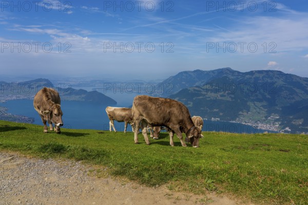 House cows grazing in the Swiss mountains