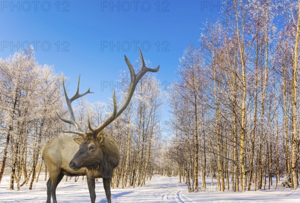 Magnificent reindeer on ski road in the snow-covered aspen grove. Journey to Santa Claus. Bright frosty winter day in a snow-covered forest. Concept of active and ecological tourism