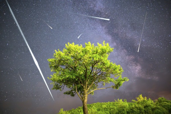 A view of a Meteor Shower and the Milky Way. Green plum tree with plums high in the mountain in the foreground. Night sky nature summer landscape. Perseid Meteor Shower observation