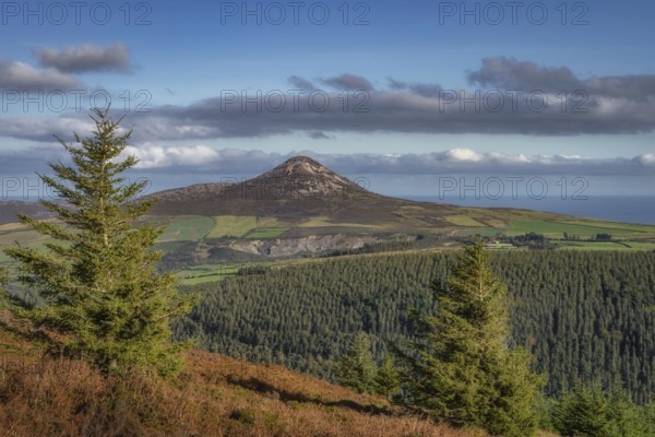 Hiking in Wicklow Mountains. View on Sugarloaf Mountain through pine trees, ferns and forest in autumn colours, Ireland, Europe