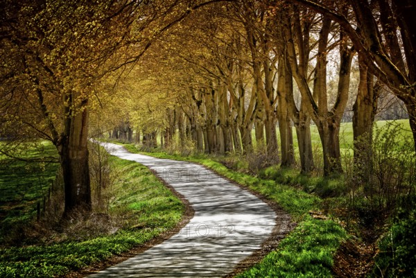 Alley, Primeval forest Urwald Sababurg, Hofgeismar, Weser Uplands, Weserbergland, Hesse, Germany, Europe