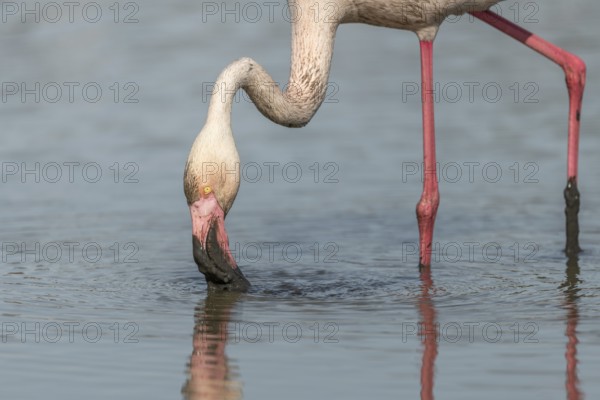 Flamingo (Phoenicopterus roseus) eating in a pond in a natural reserve. Saintes Maries de la Mer, Parc naturel regional de Camargue, Arles, Provence Alpes Cote d'Azur, France, Europe