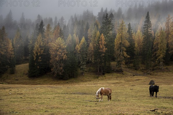 Horses at the fields of the beautiful Alpe di siusi Seiser Alm in the dolomites South Tyrol, Italy, Europe