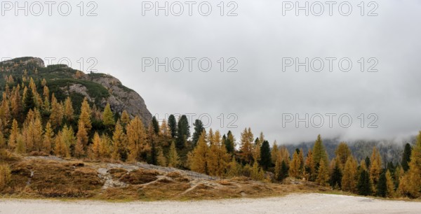 Autumn forest landscape at Passo Falzarego valley. Dolomite mountain range Italy. Fall season Italian apls
