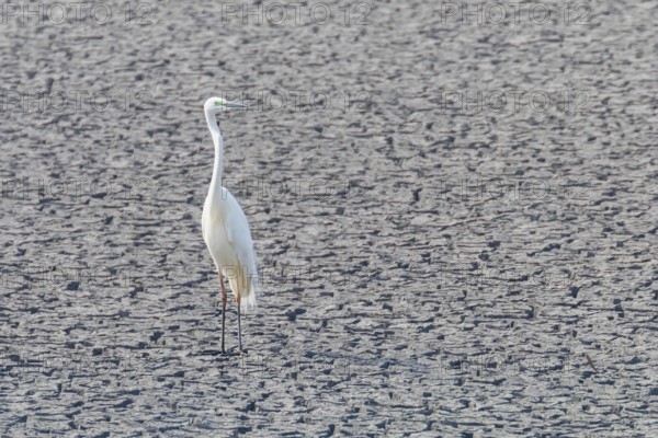 Great Egret Standing on Dry Pond (Ardea alba) Great White Egret, Common Egret
