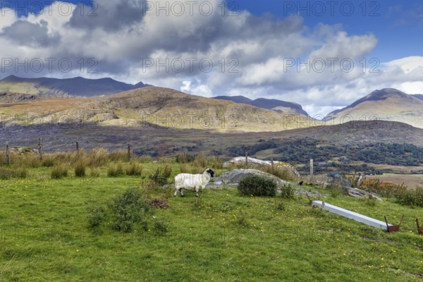 Mountain Landscape with sheep in Ring of Kerry, Ireland, Europe