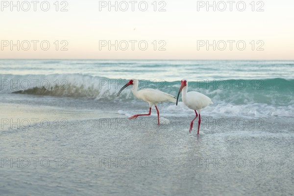 American White Ibis (Eudocims Albus) feed in the early morning surf along Lido Beach on the Gulf of Mexcio in Lido Key, Sarasota, Florida, USA, North America