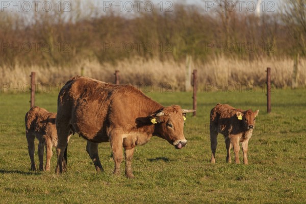 Mother cow with two calves on a rural pasture in the sunshine, ramsdorf, münsterland, germany