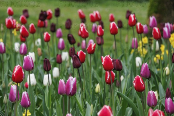 Variety of colourful tulips in different colours in a meadow in a spring-like flair, vreden, münsterland, germany