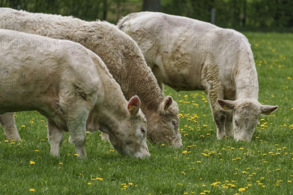 Three cows grazing close to each other in a meadow with yellow flowers, weseke, münsterland, germany