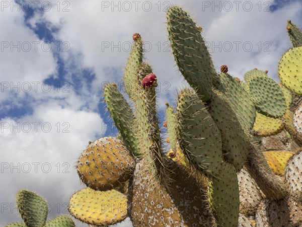 Cacti with spines under a cloudy sky in a desert-like landscape, cacti in a garden partly with flowers in front of a blue sky, Cactaceae, lanzarote, Spain, Europe