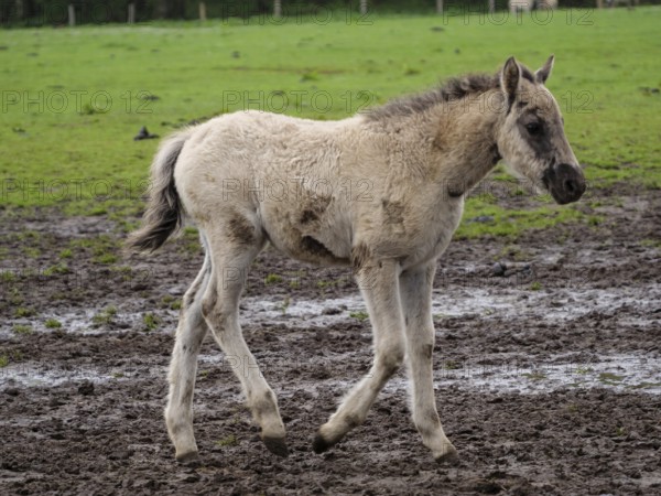 A foal runs over a muddy ground on a green pasture, merfeld, münsterland, germany