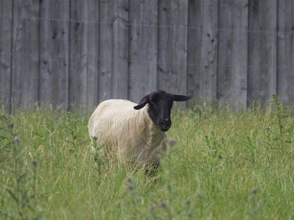 A sheep with a black head stands alone on a green pasture and looks into the camera, Velen, North Rhine-Westphalia, Germany, Europe