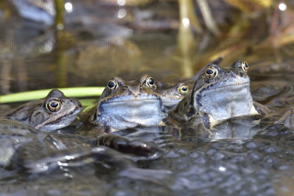 Grass frogs during the mating season, Common frog in spring in a lake