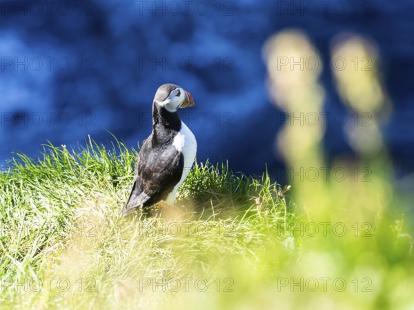 Puffin (Fratercula arctica) on a cliff on the Westman Islands, Iceland, Europe
