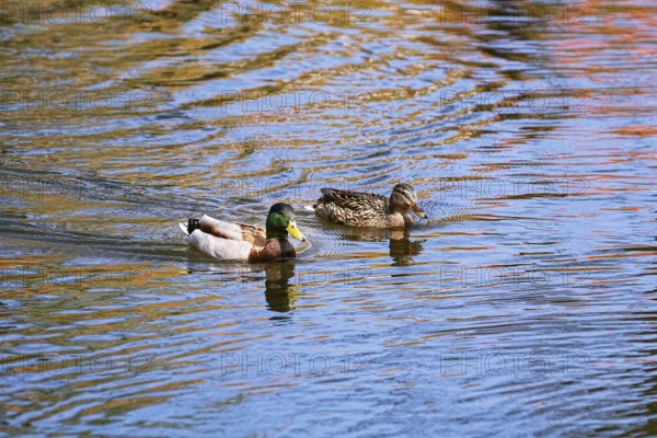 A pair of ducks swimming in a pond Bialystok, Poland, Europe