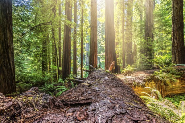 Fallen Redwood Tree in Northern California Forest, Color Image