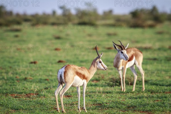 Two Springboks standing in the grass in the Etosha National Park, Namibia, Africa