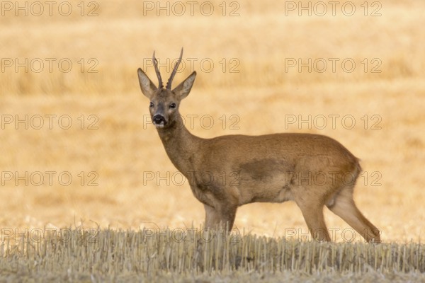 Roebuck (Capreolus capreolus)