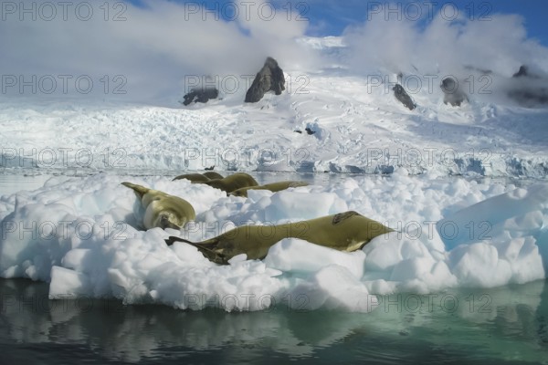 Sea leopard in Antarctica in its natural habitat Sea leopard in Antarctica in its natural habitat