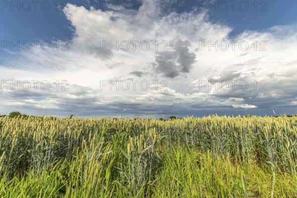 Wheat field in spring in plain. Alsace, France, Europe
