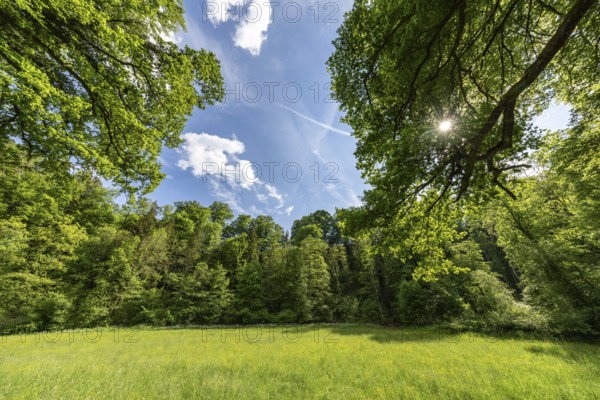 Sunny day in a green forest with blooming meadow and blue sky, Aachtobel, Hohenbodman, Owingen, Lake Constance district, Baden-Württemberg, Germany, Europe