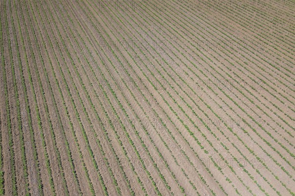 Soybean plantation. Aerial view of cultivated agricultural soybean field. Top view Spring time