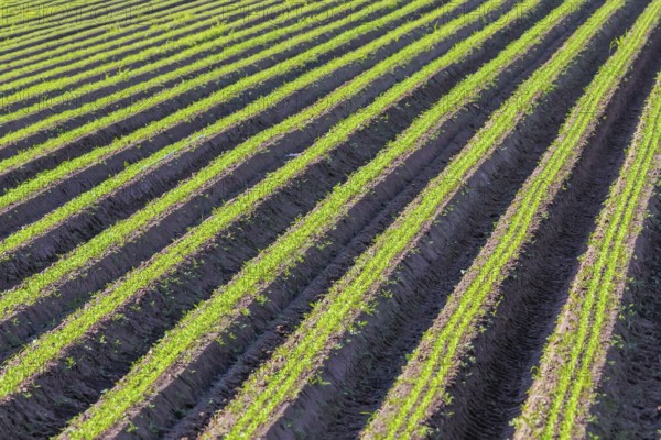 Carrot Field Green Rows, Carrots Growing on Field