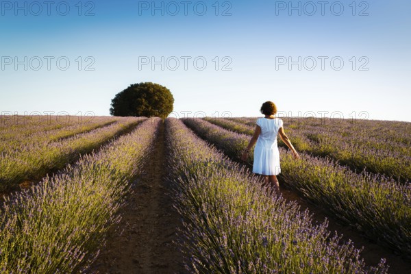 Woman wearing white dress at lavender fields, rear view. Summer sunset landscape in Brihuega, Guadalajara