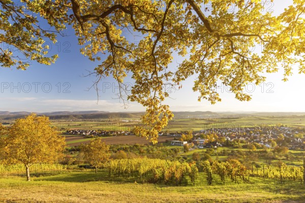 View through autumnal tree branches onto scenic vineyard and valley at sunset in Southern Germany