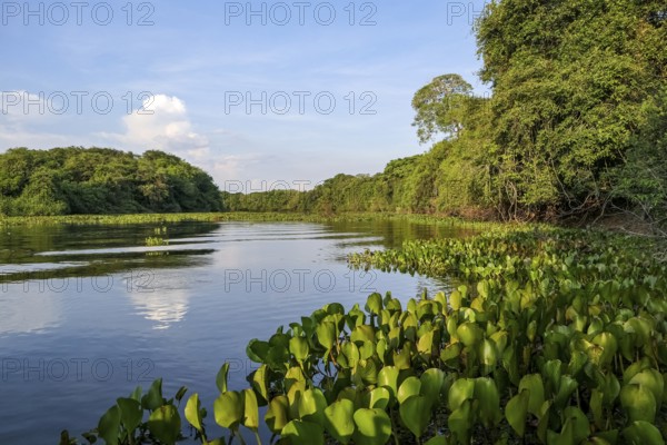 Typical Pantanal river scenery in afternoon light, sky reflected on water, Pantanal Wetlands, Mato Grosso, Brazil, South America