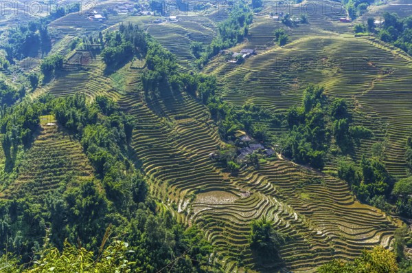 Amazing view on rice terrace in Sapa village, Vietnam, Asia