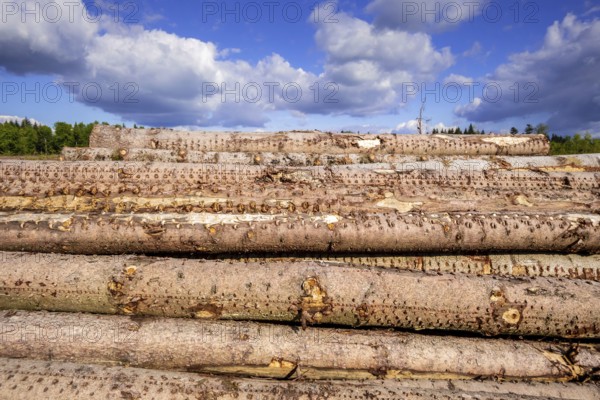 An image of a stack of wood in the forest