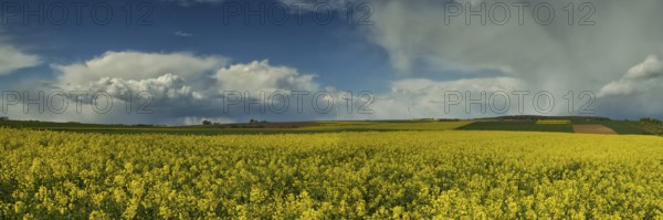 Thunderclouds over a rape field, Wetterau, Hesse, Germany, Europe