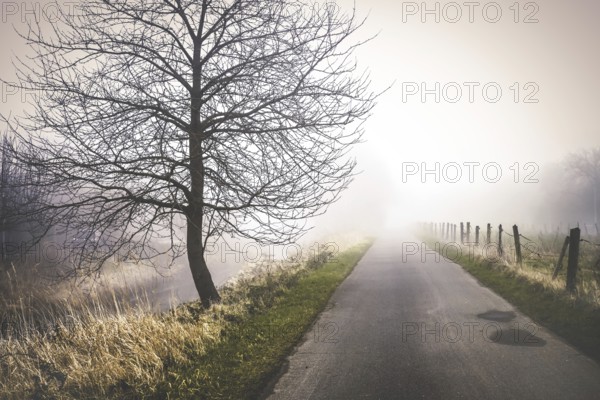 Fog at Marschbahndamm in Kirchwerder, Hamburg, Germany, Europe