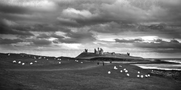 A black and white landscape image of Dunstanburgh Castle with sheep and tourists on the rolling hills in the foreground, to the right is the North Sea as seen from Craster, Northumberland County, England, United Kingdom, Europe