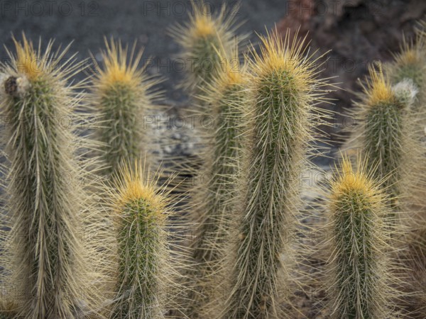 Prickly cacti with yellow tips in a dry desert landscape, cacti in a garden partly with flowers in front of a blue sky, Cactaceae, lanzarote, Spain, Europe