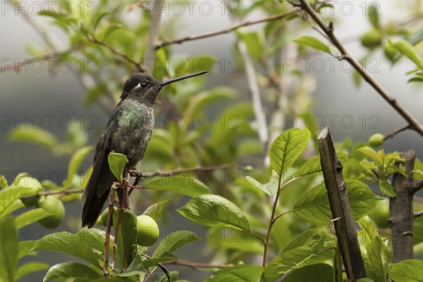Hummingbird, costarica