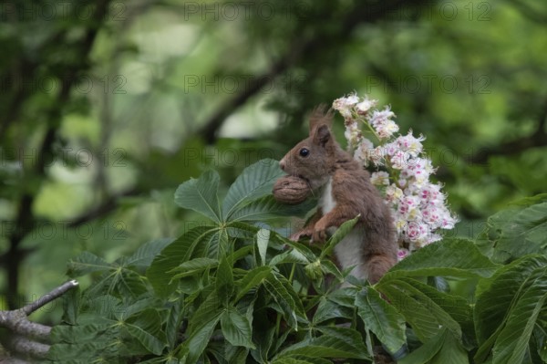 Sciurus vulgaris, red squirrel, italy