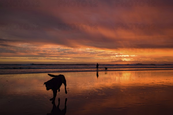Muriwai Beach at sunset time with colorful clouds, New Zealand, Oceania