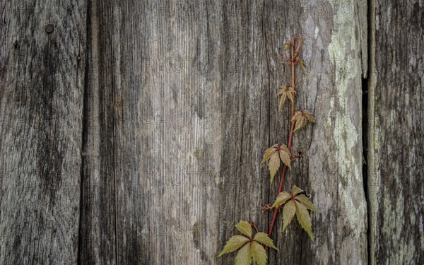 Vine Growing on Old Barn