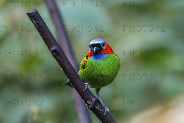 Close-up of a Red-necked tanager, side view, perched on a branch against bokeh background, Folha Seca, Brazil, South America