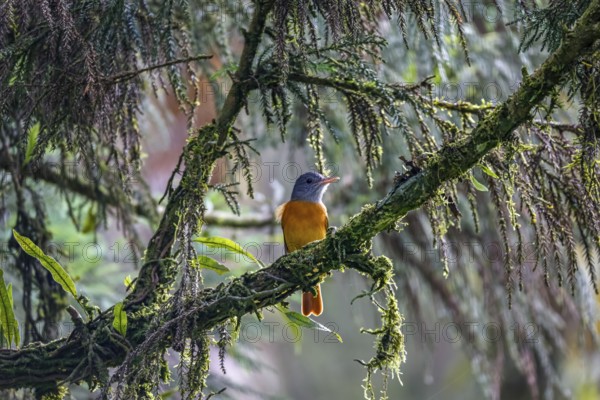 Colorful Grey-hooded Attila perched on a tree branch, Itatiaia, Brazil, South America