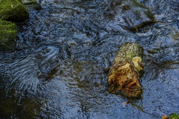 A tree trunk floats in a fast-flowing stream, surrounded by a clear water current, Höllbachtal, Upper Palatinate