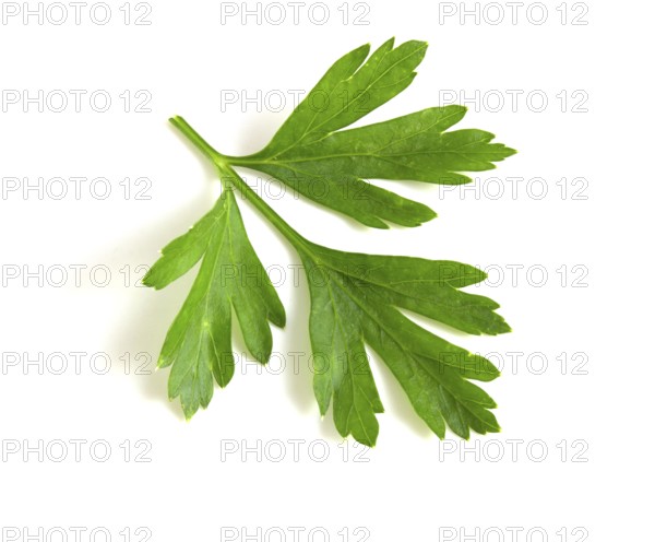 Twig of green parsley isolated on white close up. Selective focus